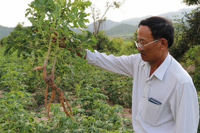 Cây sắn bệnh gần như không có củ