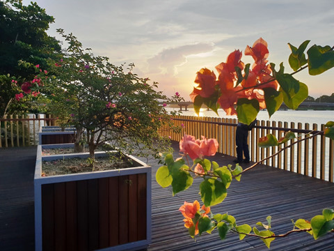 Hoa và cây cảnh trang trí trên đường đi bộ dọc sông Hương Hoa và cây cảnh trang trí trên đường đi bộ dọc sông Hương