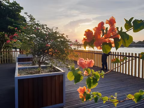  Hoa và cây cảnh trang trí trên đường đi bộ dọc sông Hương