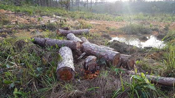  Gần 4ha rừng bị phá để lấy đất sản xuất