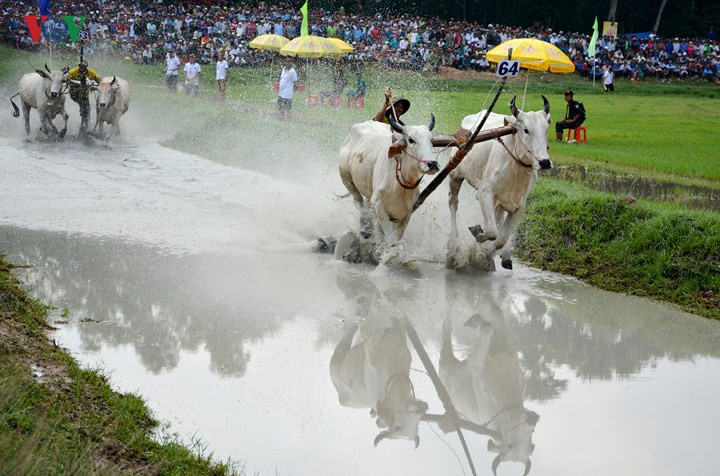  Lễ Hội đua bò Bảy Núi năm nay có 64 đôi bò đến từ các huyện của tỉnh An Giang và Kiên Giang.