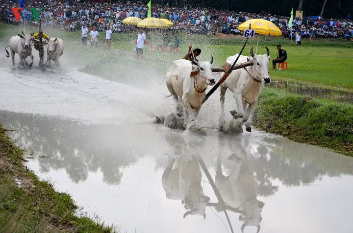 Lễ Hội đua bò Bảy Núi năm nay có 64 đôi bò đến từ các huyện của tỉnh An Giang và Kiên Giang. Lễ Hội đua bò Bảy Núi năm nay có 64 đôi bò đến từ các huyện của tỉnh An Giang và Kiên Giang.