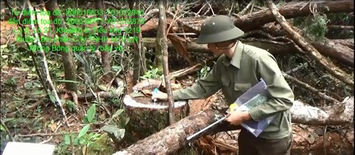 Những gốc cây gỗ pơ mu bị chặt hạ trái pháp luật tại tiểu khu 1219 