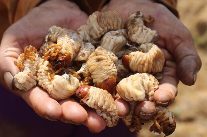 Thông tin truyền miệng về khả năng mạnh mẽ trong chuyện “chăn gối” mà món sùng đất đem lại khiến đặc sản sùng đất không đủ để cung cấp ra thị trường - ảnh Ng. Ngọc  Thông tin truyền miệng về khả năng mạnh mẽ trong chuyện “chăn gối” mà món sùng đất đem lại khiến đặc sản sùng đất không đủ để cung cấp ra thị trường - ảnh Ng. Ngọc