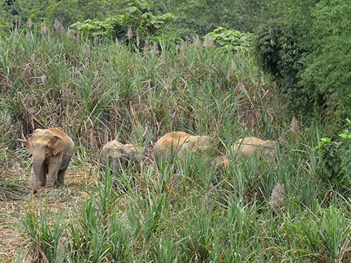 Đàn voi ở Vườn Quốc gia Pù Mát đang bị đe dọa nếu không được bảo vệ. Ảnh: TƯ LIỆU