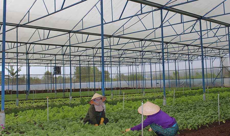 Sản xuất rau an toàn. Ảnh Nguyễn Diệp