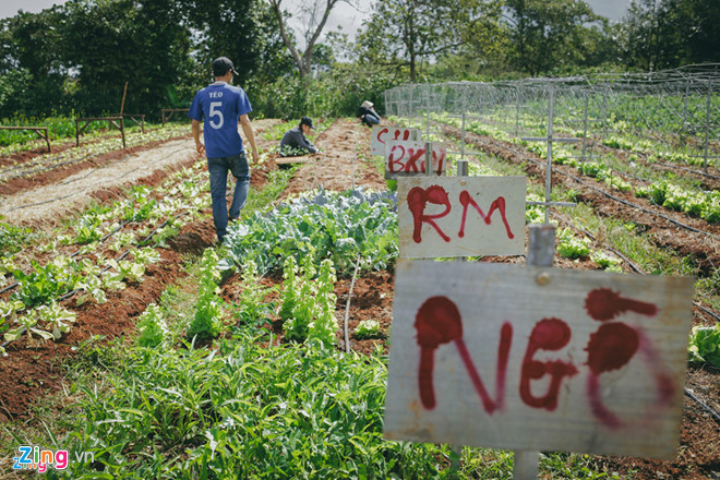 Nhóm bạn trẻ chọn Lâm Đồng để khởi nghiệp về nông nghiệp. Ảnh: Liêu Lãm.