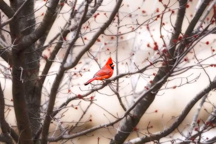  Chào mào Hồng y giáo chủ: Chỉ những con chim chào mào Hồng y giáo chủ đực mới có bộ lông đỏ lộng lẫy và tuyệt đẹp để thu hút những con chim cái.