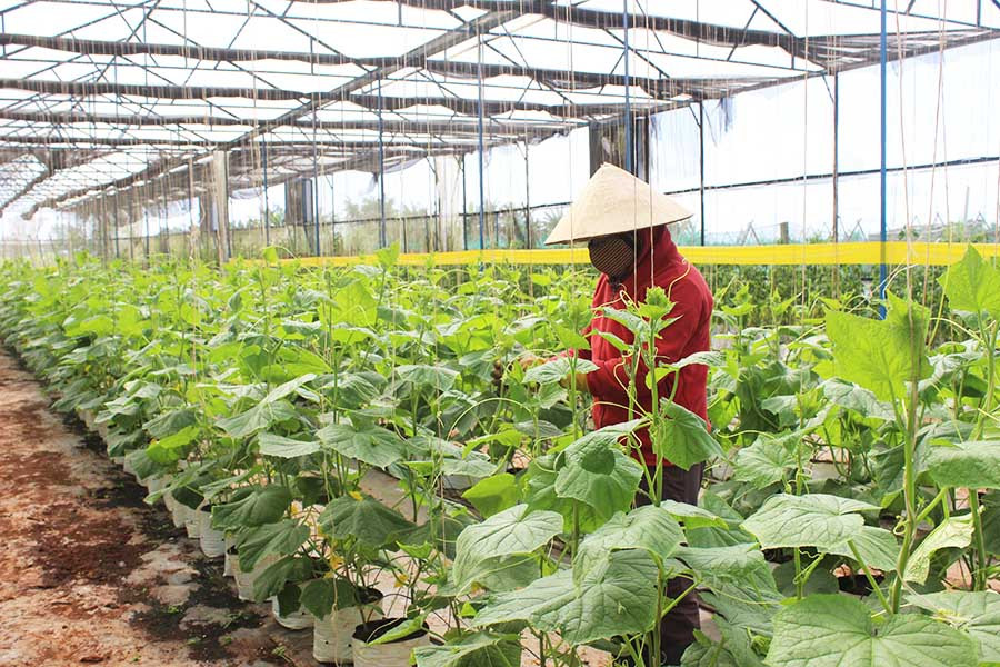 Rau xanh sản xuất theo hướng VietGAP là một trong những nhóm sản phẩm tham gia chương trình OCOP. Ảnh: N.H