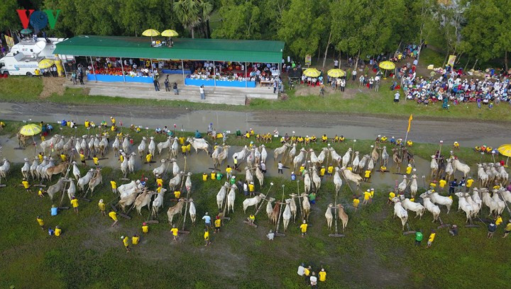 Lễ Hội đua bò Bảy Núi, tỉnh An Giang được tổ chức hàng năm vào dịp tết Sene Dolta. Đây là nét văn hóa truyền thống đặc sắc của bà con dân tộc Khmer quanh năm quen với cảnh “chân lấm tay bùn”.