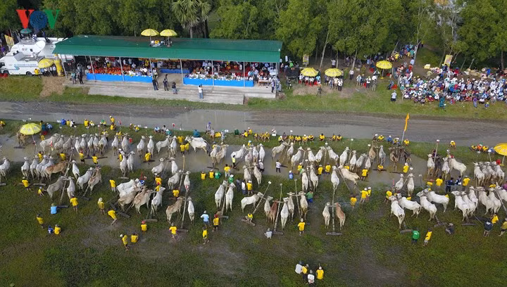 Lễ Hội đua bò Bảy Núi, tỉnh An Giang được tổ chức hàng năm vào dịp tết Sene Dolta. Đây là nét văn hóa truyền thống đặc sắc của bà con dân tộc Khmer quanh năm quen với cảnh “chân lấm tay bùn”. Lễ Hội đua bò Bảy Núi, tỉnh An Giang được tổ chức hàng năm vào dịp tết Sene Dolta. Đây là nét văn hóa truyền thống đặc sắc của bà con dân tộc Khmer quanh năm quen với cảnh “chân lấm tay bùn”.