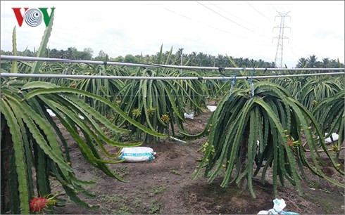 Kéo điện vào vườn thanh long ở xã Quơn Long, huyện Chợ Gạo (Tiền Giang) chưa đảm bảo an toàn, đã xảy ra nhiều vụ điện giật chết người Kéo điện vào vườn thanh long ở xã Quơn Long, huyện Chợ Gạo (Tiền Giang) chưa đảm bảo an toàn, đã xảy ra nhiều vụ điện giật chết người