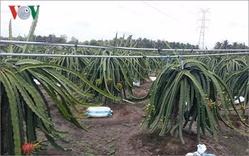 Kéo điện vào vườn thanh long ở xã Quơn Long, huyện Chợ Gạo (Tiền Giang) chưa đảm bảo an toàn, đã xảy ra nhiều vụ điện giật chết người