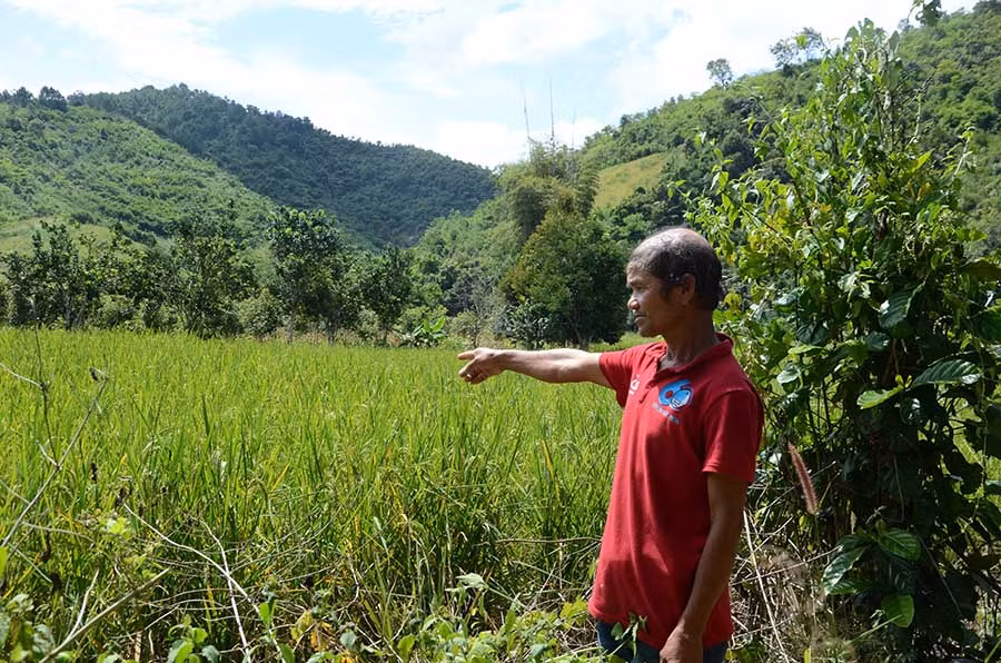  Ông Hjăo bên ruộng lúa nước xanh tốt của gia đình. Ảnh: P.L