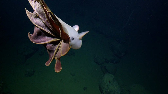 Những xúc tu có gai nhọn được bạch tuộc Dumbo sử dụng để tự vệ. Ảnh: National Geographic Những xúc tu có gai nhọn được bạch tuộc Dumbo sử dụng để tự vệ. Ảnh: National Geographic