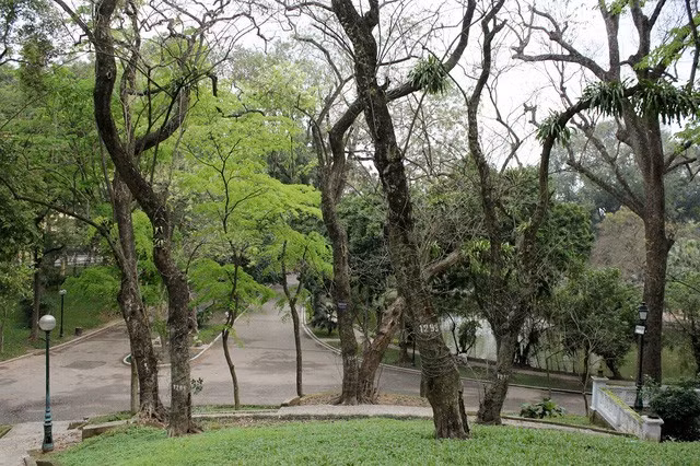 Vườn sưa đỏ trong công viên Bách Thảo