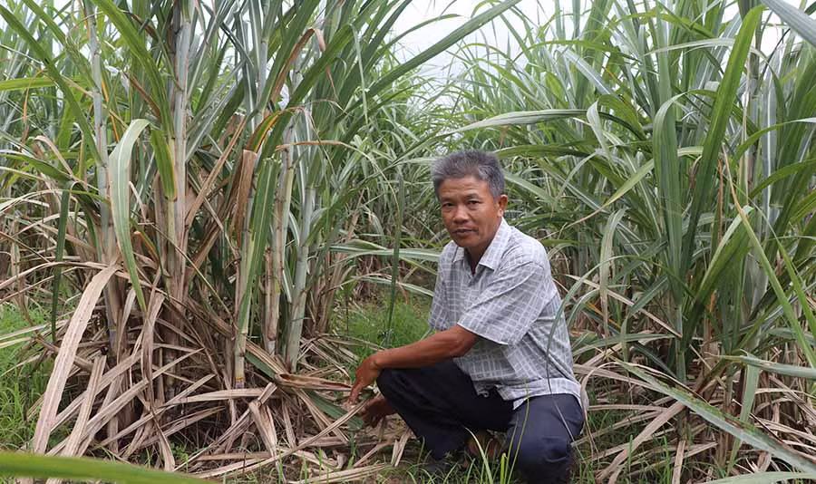 Ông Sáu bên đồng mía. Ảnh: Ngọc Minh