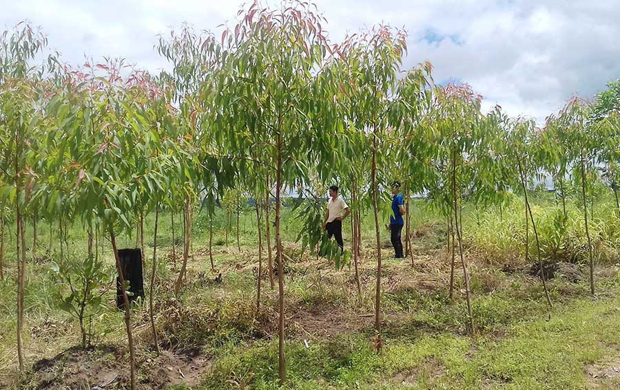  Diện tích rừng trồng của gia đình anh Ksor Đúy (xã Ia Pnôn) đang phát triển tốt. Ảnh: N.S