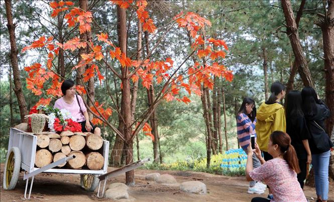  Khu du lịch sinh thái đồi thông được mọi người yêu thích đến tham quan và chụp ảnh lưu niệm.