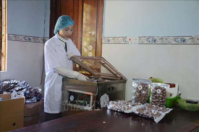 Chị Phương cho sản phẩm hạt mắc ca sấy nứt vào máy hút chân không.Ảnh: Thu Hoài