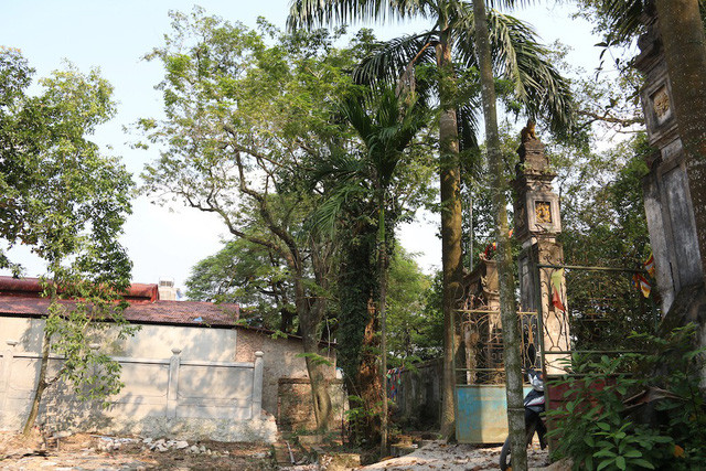 Một cây sưa đỏ có tuổi đời trên một trăm năm tuổi ở huyện Chương Mỹ (Hà Nội). Ảnh: Trọng Trinh Một cây sưa đỏ có tuổi đời trên một trăm năm tuổi ở huyện Chương Mỹ (Hà Nội). Ảnh: Trọng Trinh