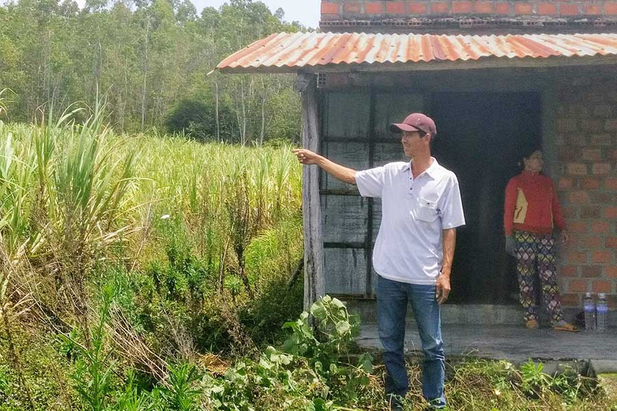 Ông Nguyễn Văn Tân bên diện tích mía không thể thu hoạch. Ảnh: Chí Hào  Ông Nguyễn Văn Tân bên diện tích mía không thể thu hoạch. Ảnh: Chí Hào