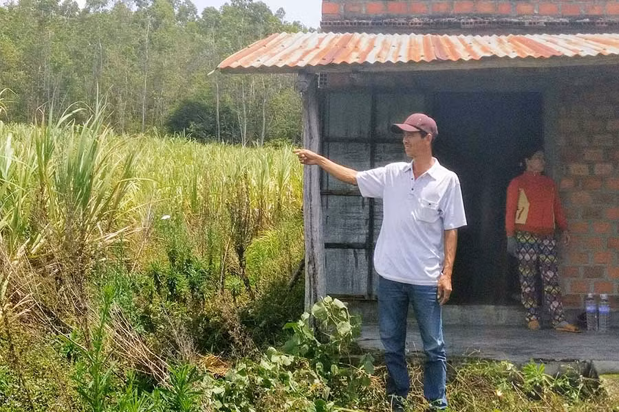  Ông Nguyễn Văn Tân bên diện tích mía không thể thu hoạch. Ảnh: Chí Hào