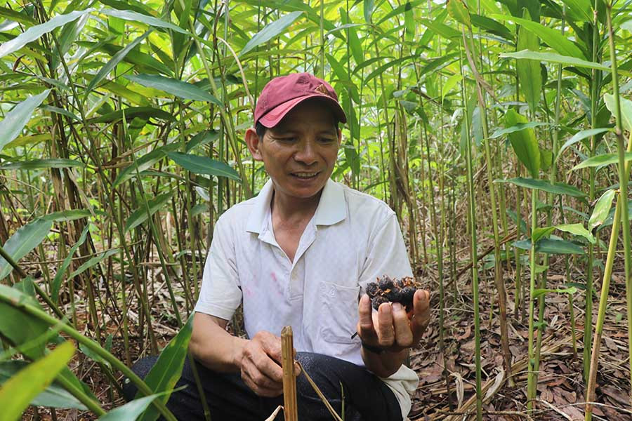  Mỗi năm gia đình ông Đinh Dũng (làng Hà Nừng, xã Sơn Lang, huyện Kbang) thu nhập từ 45-60 triệu đồng từ mô hình trồng sa nhân tím dưới tán bời lời. Ảnh: Ngọc Minh