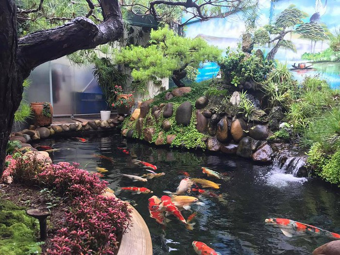 Không chỉ nuôi dưỡng, chăm sóc cá anh Quyền còn nhận lắp đặt các bể lọc cả cho những hộ gia đình khác có thú vui chơi cá koi. Không chỉ nuôi dưỡng, chăm sóc cá anh Quyền còn nhận lắp đặt các bể lọc cả cho những hộ gia đình khác có thú vui chơi cá koi.