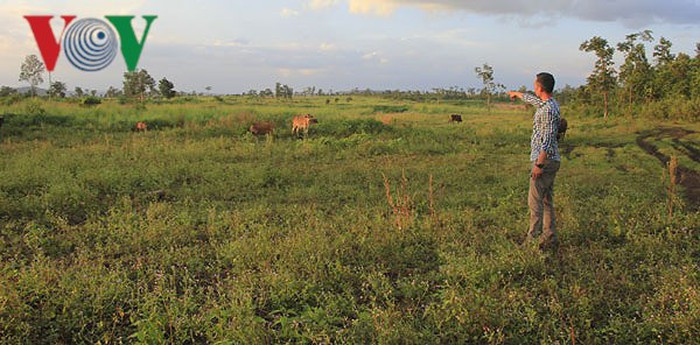 Đất mà Phạm Ngọc Tân xâm canh trong lâm phần quản lý của Ban quản lý rừng phòng hộ AyunPa.