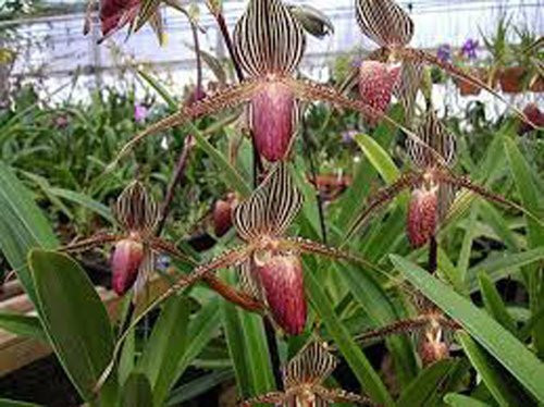 Năm 1988, Jean Jules Linden đã đặt tên là Paphiopedilum rothchildianum để vinh danh Bá tước Ferdinand James Von Rothschild, một nhà thảo mộc nổi tiếng về trồng lan và sau đó các khoa học gia khác tiếp tục nghiên cứu về giống lan này.  33 Năm 1988, Jean Jules Linden đã đặt tên là Paphiopedilum rothchildianum để vinh danh Bá tước Ferdinand James Von Rothschild, một nhà thảo mộc nổi tiếng về trồng lan và sau đó các khoa học gia khác tiếp tục nghiên cứu về giống lan này.