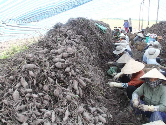 Người dân huyện Bình Tân (Vĩnh Long) thu hoạch khoai lang (Ảnh: Huỳnh Xây) Người dân huyện Bình Tân (Vĩnh Long) thu hoạch khoai lang (Ảnh: Huỳnh Xây)