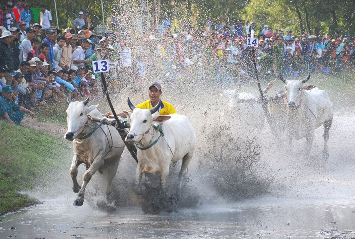  Từ đó, đua bò trở thành tập quán của người Khmer Bảy Núi, An Giang vào mỗi dịp lễ Sene Đolta hàng năm và trở thành lễ hội truyền thống, đặc trưng của đồng bào dân tộc Khmer vùng Bảy Núi An Giang.
