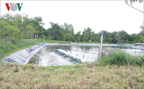 Nông dân vùng Gò Công(Tiền Giang) sử dụng điện trong nuôi thủy sản kém an toàn Nông dân vùng Gò Công(Tiền Giang) sử dụng điện trong nuôi thủy sản kém an toàn