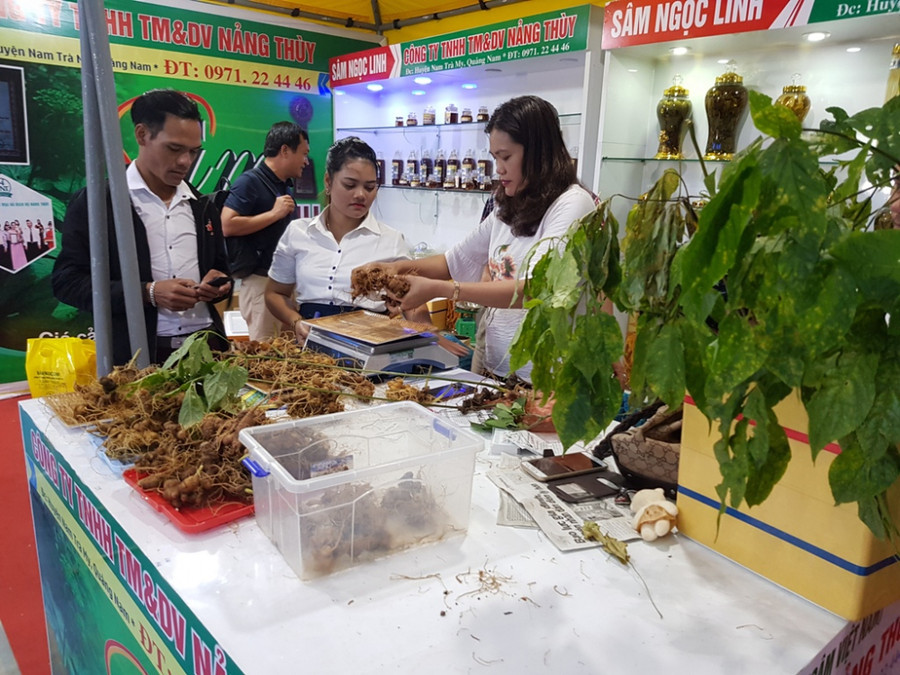 Phiên chợ sâm Ngọc Linh lần thứ 13 đã bán ra tổng cộng 57 kg sâm củ và thu về 4,2 tỷ đồng. (Ảnh: Đức Ba)
