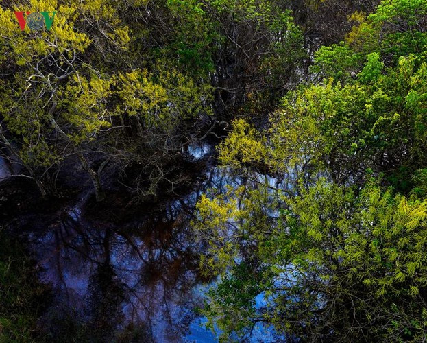  4 Từ trên cao, khu rừng ngập mặn nguyên sinh duy nhất còn lại trên phá Tam Giang như khiến ta lạc vào khu rừng cổ tích bởi những nét hoang sơ, huyền ảo đến lạ kỳ.