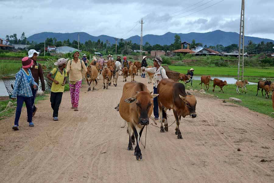  Nhiều hộ chăn nuôi còn giữ tập quán chăn thả trên rẫy nhiều ngày khiến việc tiêm vắc xin gặp nhiều khó khăn. Ảnh: Hải Lê