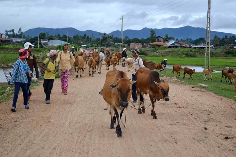  Nhiều hộ chăn nuôi còn giữ tập quán chăn thả trên rẫy nhiều ngày khiến việc tiêm vắc xin gặp nhiều khó khăn. Ảnh: Hải Lê
