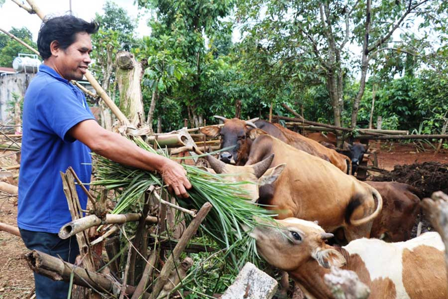 Nhờ nuôi thêm bò, thu nhập của gia đình ông Klunh được cải thiện đáng kể. Ảnh: H.T