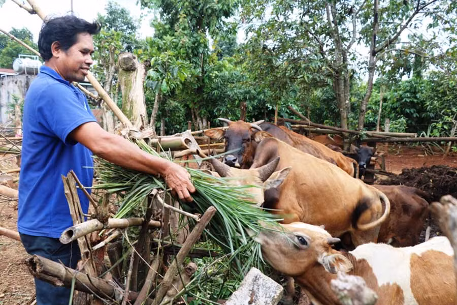  Nhờ nuôi thêm bò, thu nhập của gia đình ông Klunh được cải thiện đáng kể. Ảnh: H.T