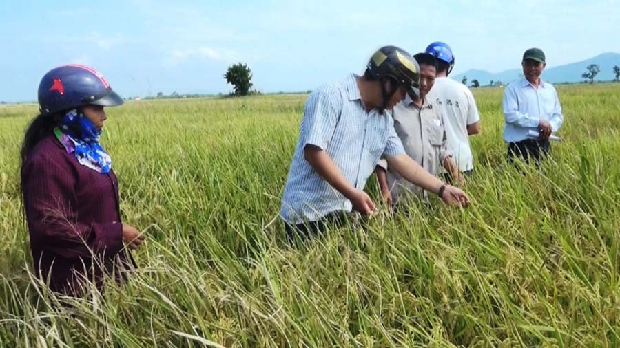 Năng suất trung bình giống lúa J02 đạt từ 6-6,5 tấn/ha. Ảnh: Hồng Thương