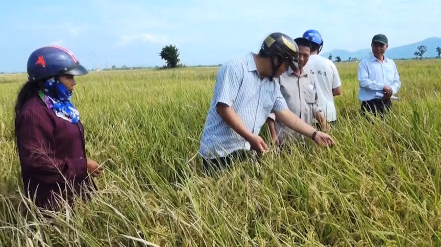 Năng suất trung bình giống lúa J02 đạt từ 6-6,5 tấn/ha. Ảnh: Hồng Thương