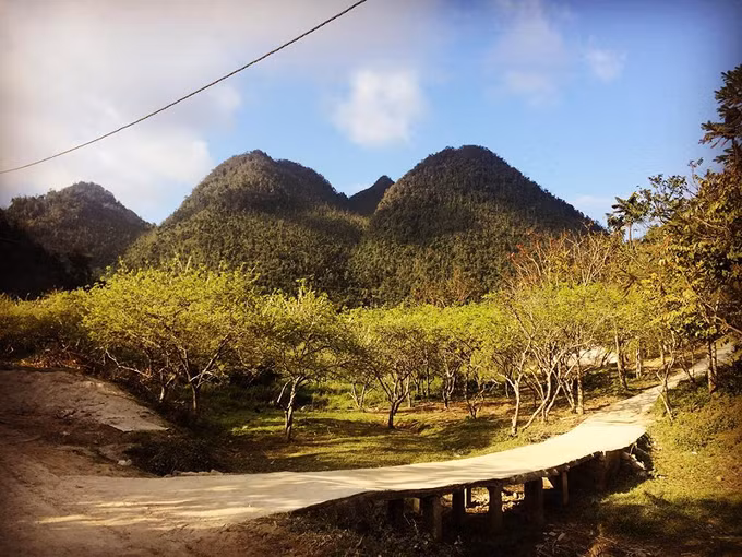  Những vườn đào ở Mường Lống