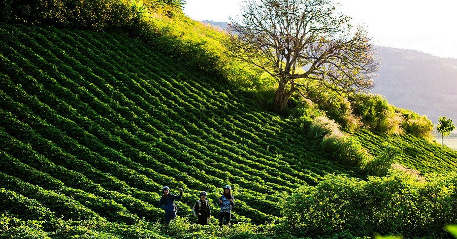 Đồi chè xanh mát là địa điểm các bạn trẻ hay “đưa nhau đi trốn” Đồi chè xanh mát là địa điểm các bạn trẻ hay “đưa nhau đi trốn”