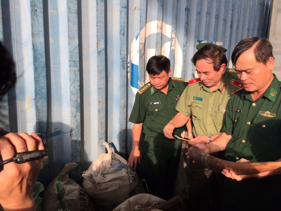 Lực lượng chức năng kiểm tra số ngà voi nhập lậu. 