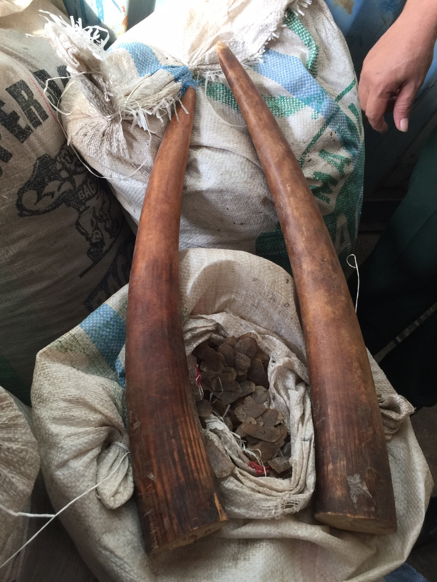 Ngà voi và vảy tê tê bị phát hiện, thu giữ.