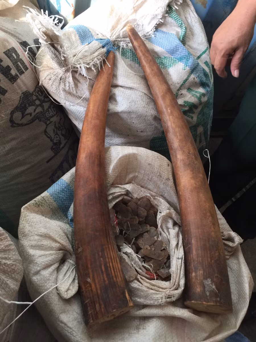 Ngà voi và vảy tê tê bị phát hiện, thu giữ.