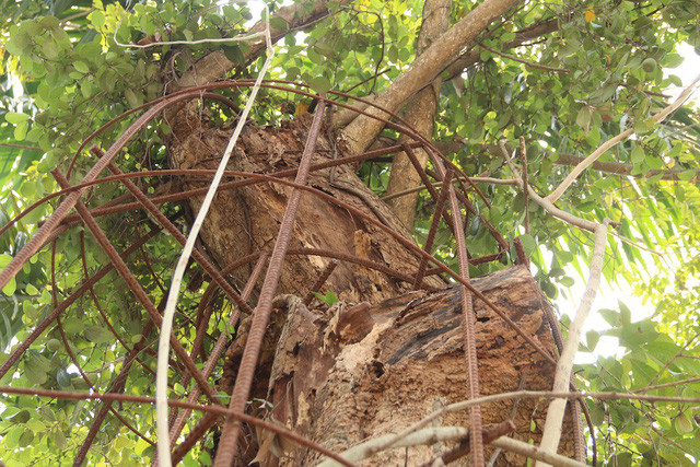 Do mức độ đắt đỏ của cây nên để tránh mất trộm ở nhiều nơi, người dân phải quấn dây thép bảo vệ cây. Ảnh: Trọng Trinh Do mức độ đắt đỏ của cây nên để tránh mất trộm ở nhiều nơi, người dân phải quấn dây thép bảo vệ cây. Ảnh: Trọng Trinh