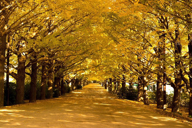Asan Gingko Tree Road phủ đầy sắc vàng lãng mạn trong mùa thu Asan Gingko Tree Road phủ đầy sắc vàng lãng mạn trong mùa thu