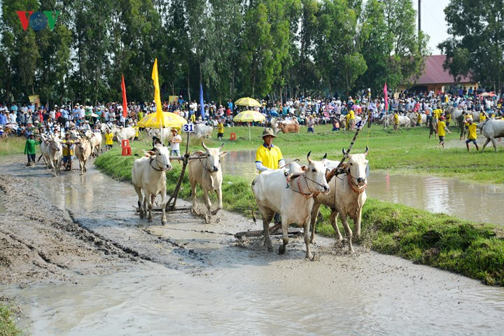 Trong khi làm việc, nông dân rủ nhau đua bò, dần dần thành thói quen, đôi bò thắng cuộc thường được tặng thưởng.